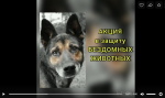 Акция «Мы в ответе за тех, кого приручили»